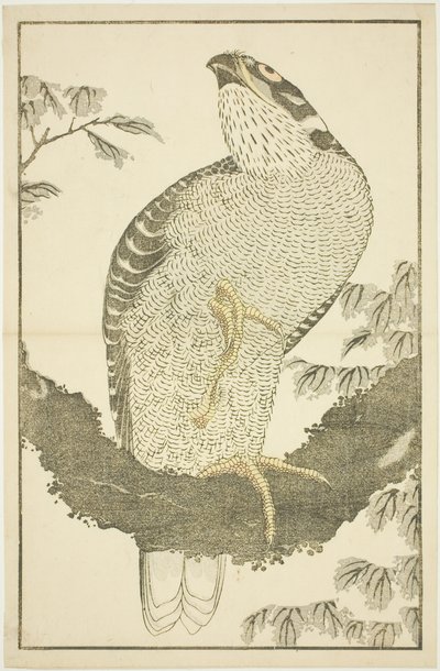 Hawk, Hokusai valósághű festményeinek képeskönyvéből (Hokusai shashin gafu) alkotó: Katsushika Hokusai