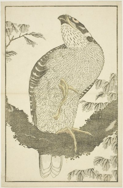 Hawk, Hokusai valósághű festményeinek képeskönyvéből (Hokusai shashin gafu) alkotó: Katsushika Hokusai