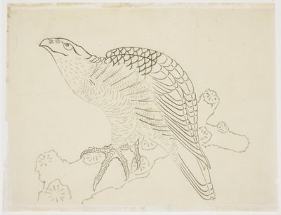 Hawk on a Branch (tanulmány) alkotó: Katsushika Hokusai