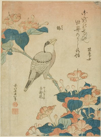 Japán Grosbeak és Marvel of Peru (Ikaru, oshiroi no hana), a virágok és madarak cím nélküli sorozatából alkotó: Katsushika Hokusai