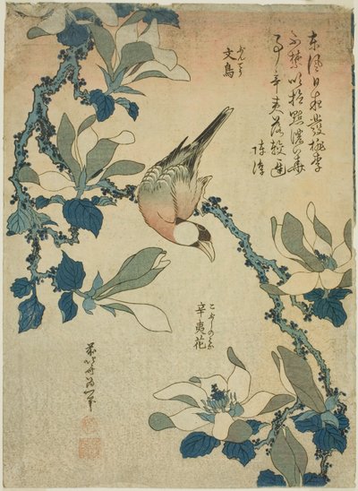 Paddy Bird és Magnolia Flowers (Buncho, kobushi no hana), a virágok és madarak cím nélküli sorozatából alkotó: Katsushika Hokusai