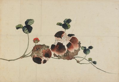 Gránátalma, 18. század vége – 19. század eleje. alkotó: Katsushika Hokusai