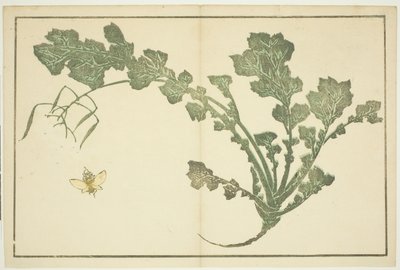Darázs- és fehérrépaszár, a "Hokusai valósághű festmények képeskönyvéből (Hokusai shashin gafu)" alkotó: Katsushika Hokusai