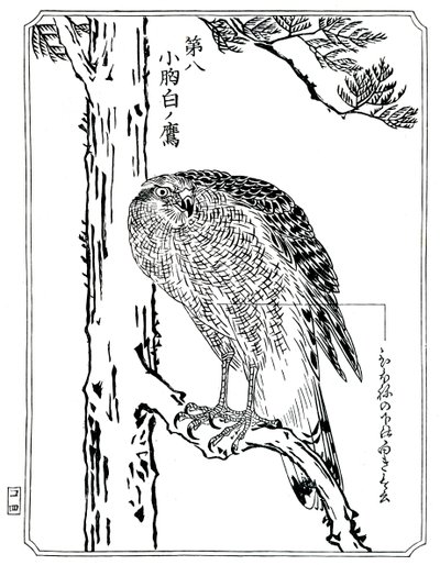 Egy sólyom, 1898. alkotó: Kawanabe Kyosai