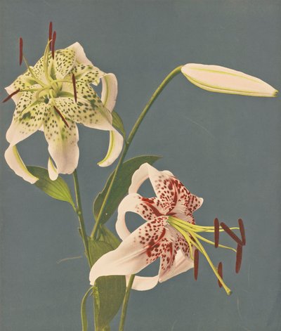 Liliomok, 1897 (kézzel színezett kollotípus) alkotó: Kazumasa Ogawa