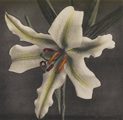 Liliom, 1896 (kézzel színezett kollotípus) alkotó: Kazumasa Ogawa