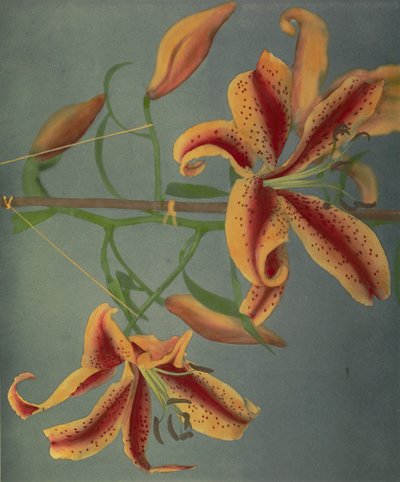 Liliom, 1896 (kézzel színezett kollotípus) alkotó: Kazumasa Ogawa