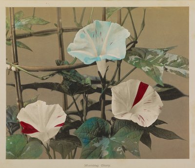 Morning Glory alkotó: Kazumasa Ogawa