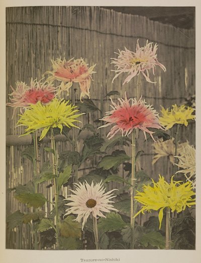 Tsuzure-no-Nishiki alkotó: Kazumasa Ogawa