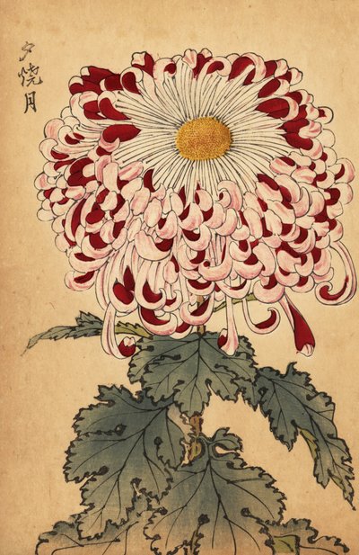 Hibrid bíbor és fehér kanál krizantém.,1893 (metszet) alkotó: Keika Hasegawa