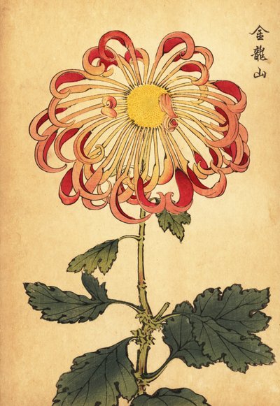 Hibrid rózsaszín fodros kanál krizantém.,1893 (metszet) alkotó: Keika Hasegawa