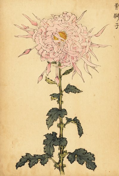 Hibrid rózsaszín pók krizantém.,1893 (metszet) alkotó: Keika Hasegawa