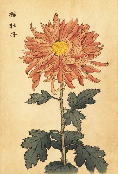 Hibrid lazac-rózsaszín krizantém.,1893 (metszet) alkotó: Keika Hasegawa