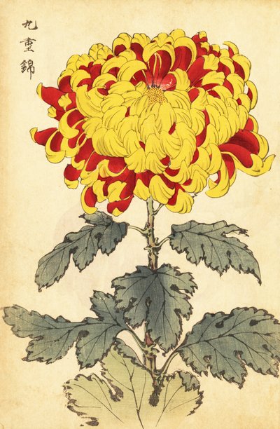Hibrid skarlát és sárga krizantém.,1893 (metszet) alkotó: Keika Hasegawa