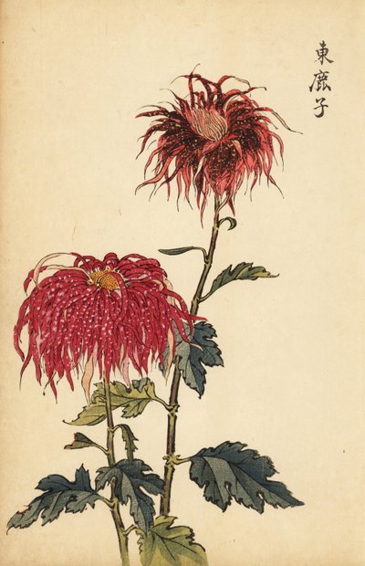Hibrid foltos skarlátvörös és rózsaszín tollkrizantém.,1893 (metszet) alkotó: Keika Hasegawa