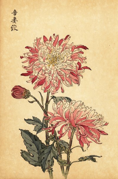 Hibrid tarka fehér és rózsaszín krizantém.,1893 (metszet) alkotó: Keika Hasegawa