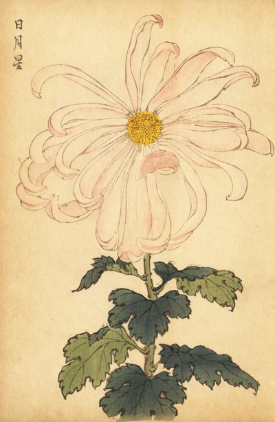 Hibrid fehér és rózsaszín krizantém.,1893 (metszet) alkotó: Keika Hasegawa