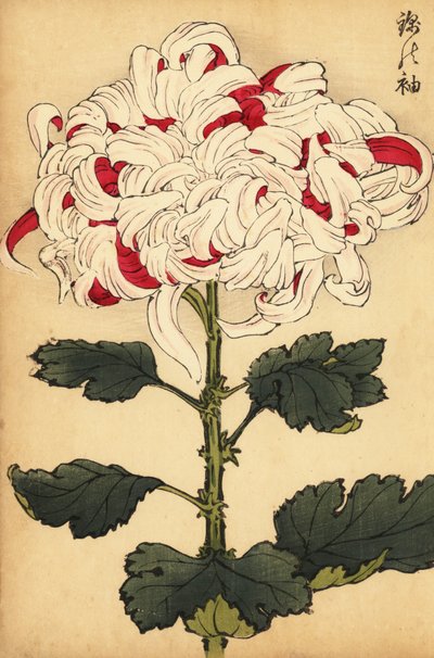 Hibrid fehér és skarlát krizantém.,1893 (metszet) alkotó: Keika Hasegawa