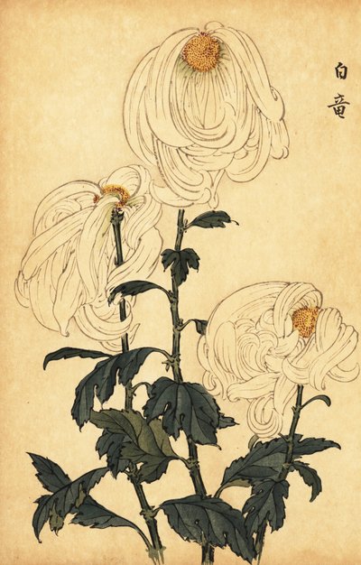 Hibrid fehér krizantém.,1893 (metszet) alkotó: Keika Hasegawa