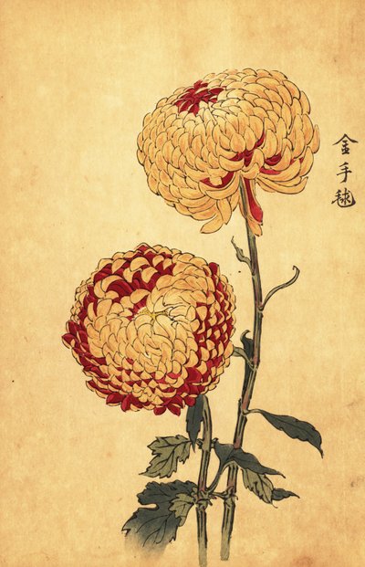 Hibrid sárga és skarlát pompon krizantém.,1893 (metszet) alkotó: Keika Hasegawa