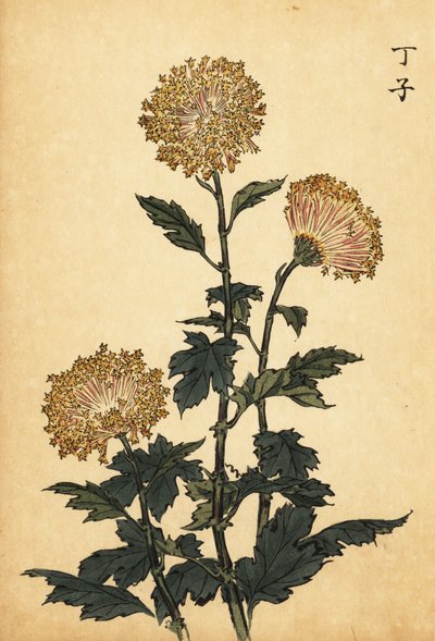 Hibrid sárga krizantém.,1893 (metszet) alkotó: Keika Hasegawa