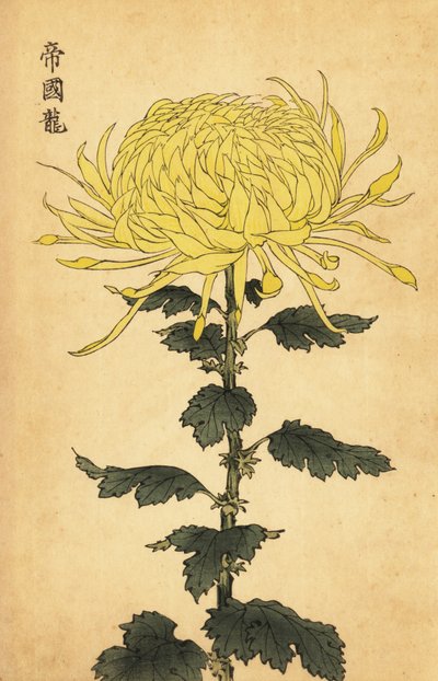 Hibrid sárga krizantém.,1893 (metszet) alkotó: Keika Hasegawa