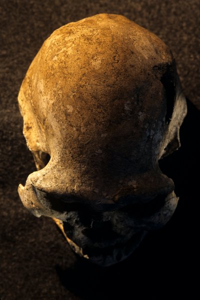 Homo erectus koponya, fogatlan, Dmanisi, Grúzia Homo erectus lelőhely alkotó: Kenneth Garrett