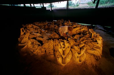 Mamut állkapocscsontok egy csontházból, Mezhirich, Ukrajna, 2000 (fotó) alkotó: Kenneth Garrett