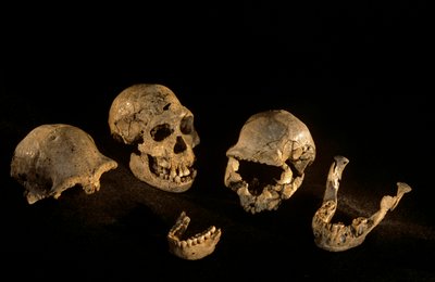 Koponyák és állkapocscsontok Dmanisi, Dmanisi, Grúzia Homo Erectus lelőhelyről alkotó: Kenneth Garrett