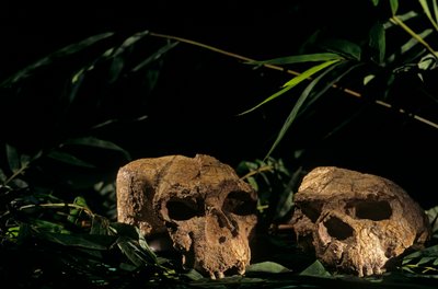 koponyák Yunxianból, Zhoukoudian barlang, Kína, 2008 (fotó) alkotó: Kenneth Garrett