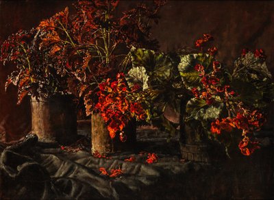 Begónia (olaj, vászon) alkotó: Kenneth Newton
