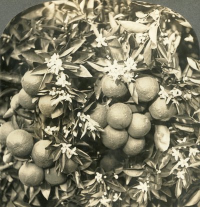 Narancsvirágok és érett narancsok, amelyek ugyanazon a fán nőnek, Kalifornia, 1900. alkotó: Keystone View Company