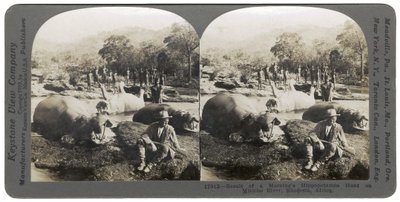 Egy reggeli vízilóvadászat eredménye a Mlembo folyón, Rhodesia, Afrika, 1910 alkotó: Keystone View Company
