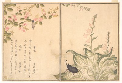  alkotó: Kitagawa Utamaro