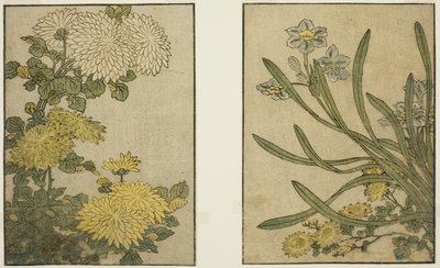 Krizantém és nárcisz, a "Képeskönyv: A négy évszak virágai (Ehon shiki no hana)" című illusztrált könyvből. 2 alkotó: Kitagawa Utamaro