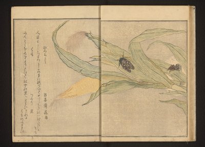 Kabóca és pók kukoricán alkotó: Kitagawa Utamaro