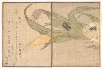  alkotó: Kitagawa Utamaro
