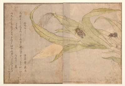 Higurashi és pók, 1788 (fatömb) alkotó: Kitagawa Utamaro