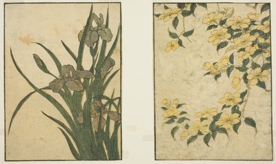 Kerria és Iris, a "Picture Book: Flowers of the Four Seasons (Ehon shiki no hana)" című illusztrált könyvből. 1 alkotó: Kitagawa Utamaro