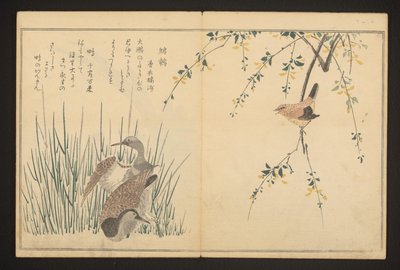 Tőkés réce és jégmadár alkotó: Kitagawa Utamaro