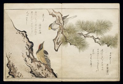 P.332-1946 Vol.1 f.3 Hawfinch and a Woodpecker, a „Madarak összehasonlítása a humoros dalokban” albumból, 1791 (színes fatömbnyomat) alkotó: Kitagawa Utamaro