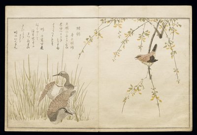 P.332-1946 Vol.1 f.5 Wren és egy pár Snipe, a „Madarak a humoros dalokban” című albumból, 1791 (színes fatömbnyomat) alkotó: Kitagawa Utamaro
