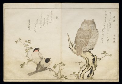 P.332-1946 Vol.2 f.4 Egy bagoly és két keleti süvöltő, a „Madarak a humoros dalokban” című albumból, 1791 (színes fatömbnyomat) alkotó: Kitagawa Utamaro
