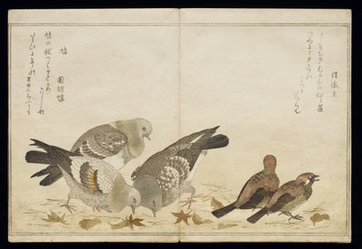 P.332-1946 Vol.2 f.5 Három galamb és két pinty, a „Madarak a humoros dalokban” című albumból, 1791 (színes fatömbnyomat) alkotó: Kitagawa Utamaro