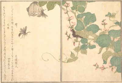 Papírdarázs Hachi, szőrös hernyó Kemushi..., 1788. alkotó: Kitagawa Utamaro
