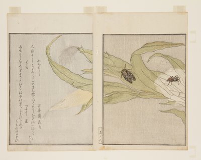 Pók (Kumo) és Esti kabóca (Higurashi) (színes fatömbnyomat) alkotó: Kitagawa Utamaro