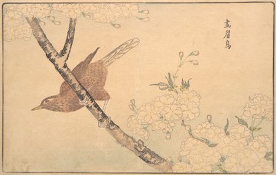 A szürke rigó, 1789. alkotó: Kitao Masayoshi