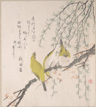 Japán fehérszemű madarak szilvafával és fűzfával, a „Tavaszi eső” című surimono-albumból (Harusame surimono-jō, 3. kötet) alkotó: Kubo Shunman