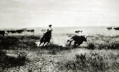 Cowboy lóháton lasszó egy borjút (bw fotó) alkotó: L.A. Huffman