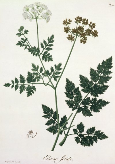 Aethusa Cynapium Joseph Roques (1772-1850) „Phytographie Medicale” című művéből, amely 1821-ben jelent meg alkotó: L.F.J. Hoquart